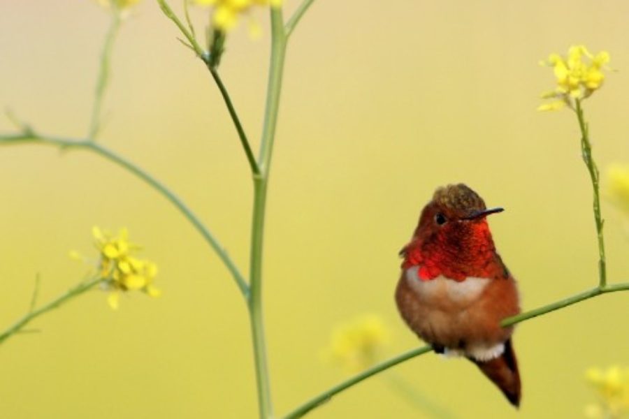 Charles W, Hummingbird