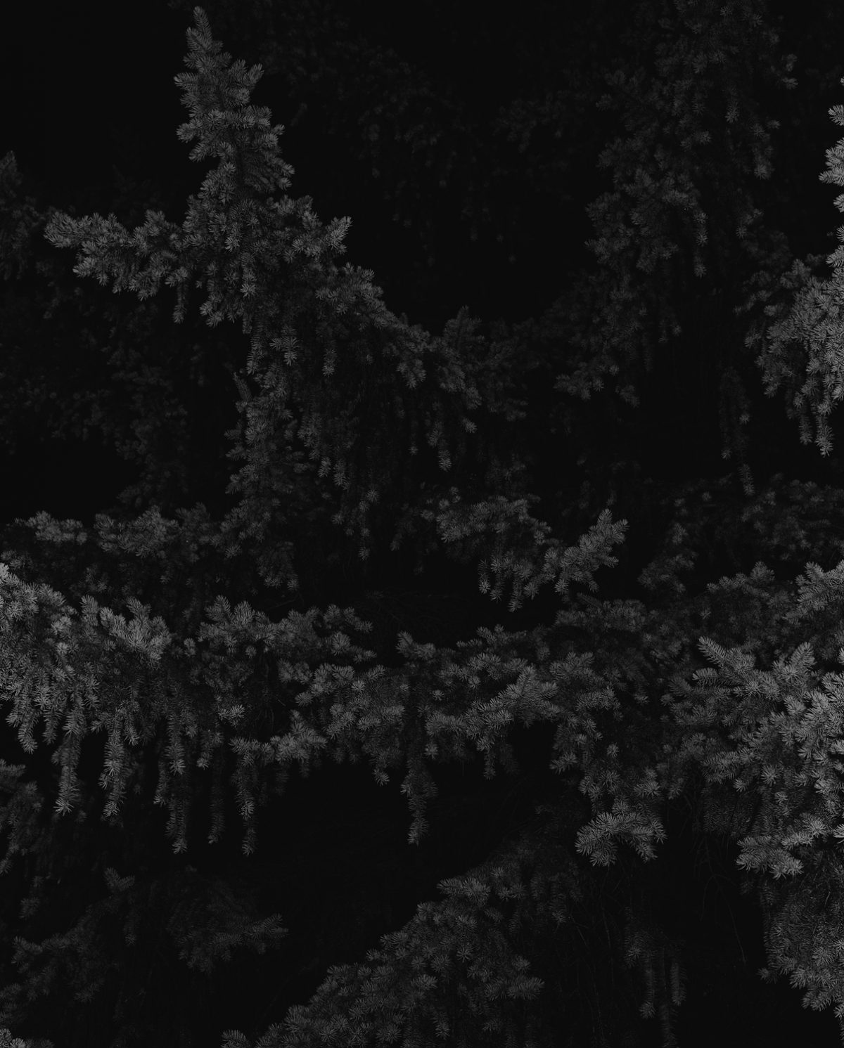 Spruce, black and white