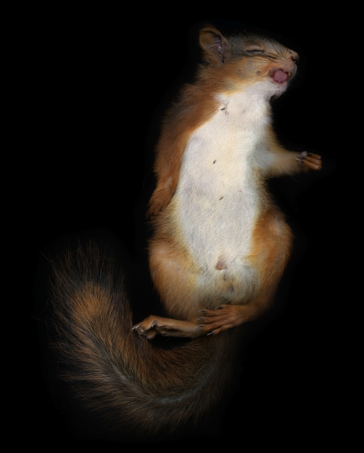 '009' from the series Natten. © Margot Wallard.