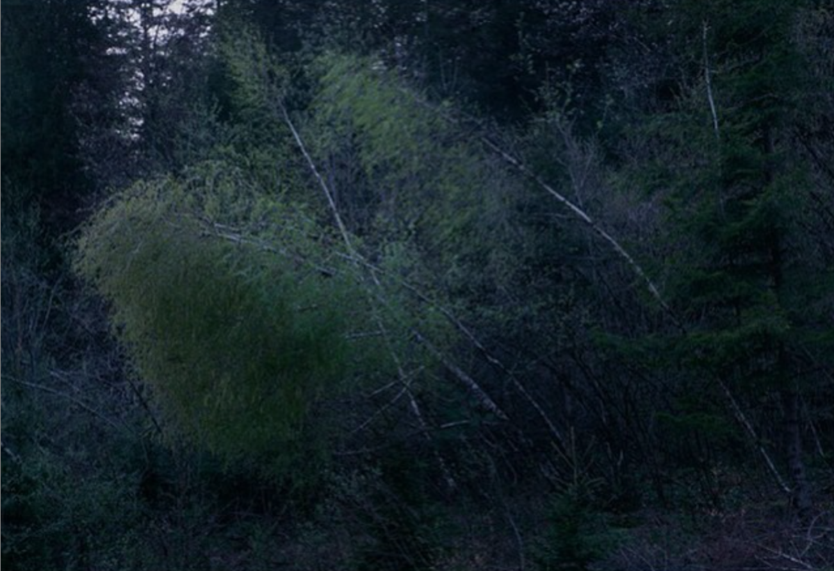 Jerwood / Photoworks Awards, 2015, Joanna Piotrowska