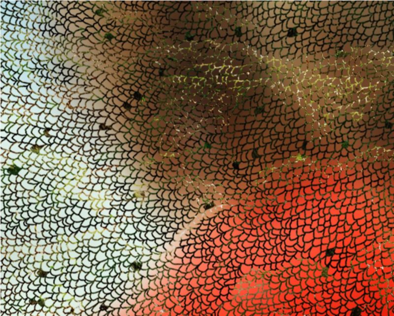 'Untitled' from the series Inside the View.  Helen Sear, 2009-2011.