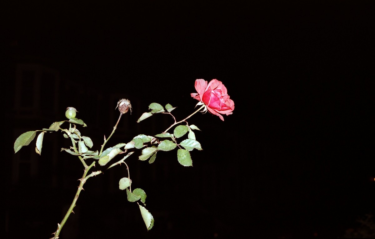 "Rose" from the series Flowers. © Maxwell Anderson.