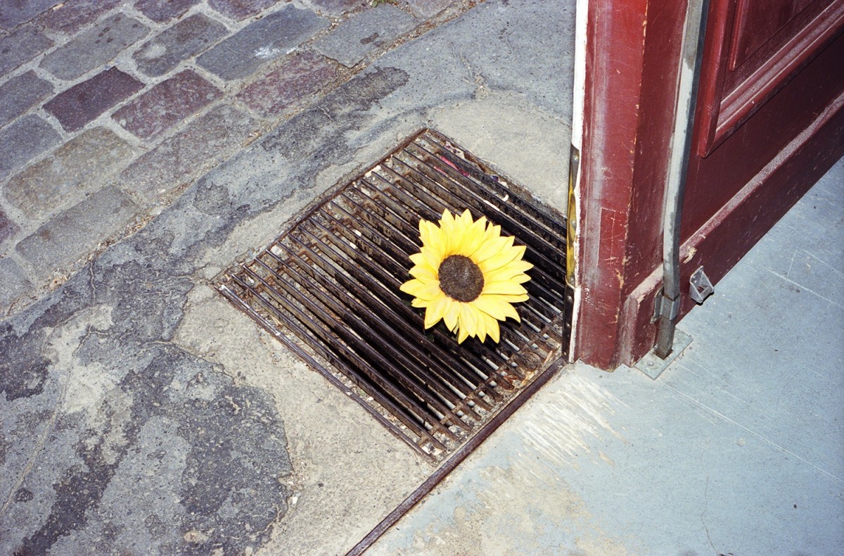 "Sunflower" from the series Flowers. © Maxwell Anderson.