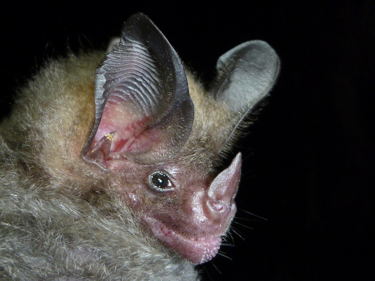 Bat, National Geographic, Costa Rica