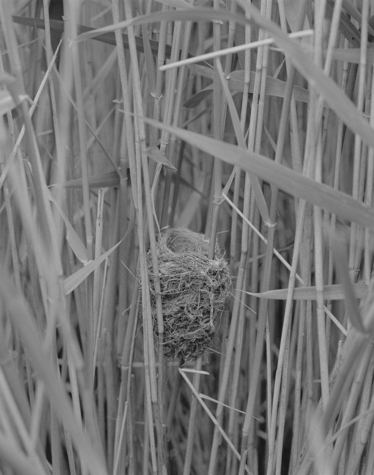 black and white, nest, reeds
