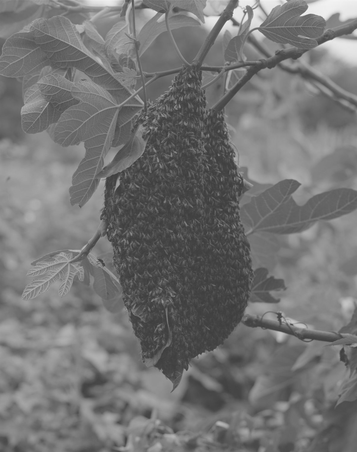 © Sam Laughlin, 'Honeybee Swarm (Apis Mellifera)', from the series 'A Certain Movement', originally commissioned through the Jerwood/Photoworks Awards, 2017