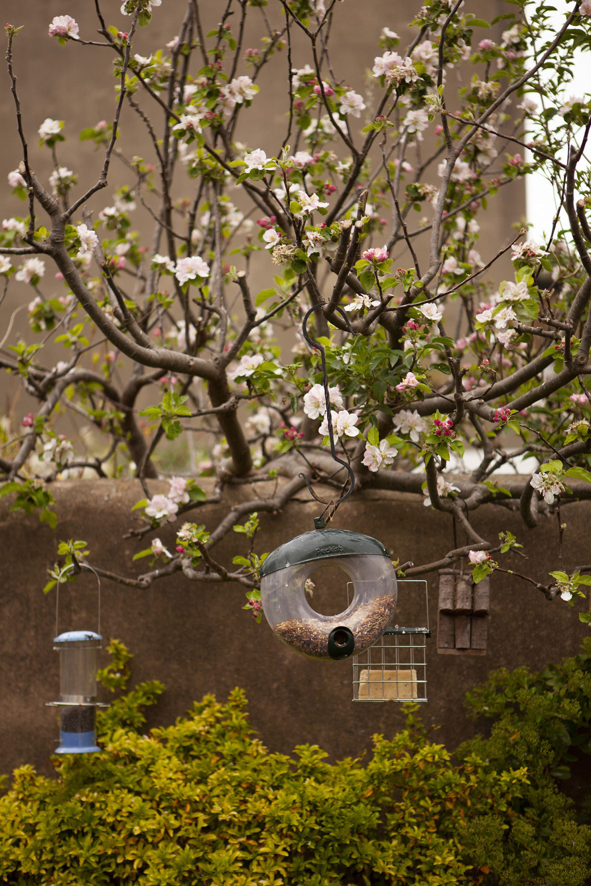 Celine Marchbank Kemptown Garden