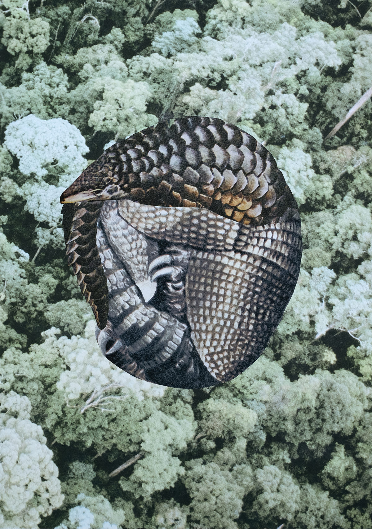 Collage image by Lucia Pizzani from the series Acorazada