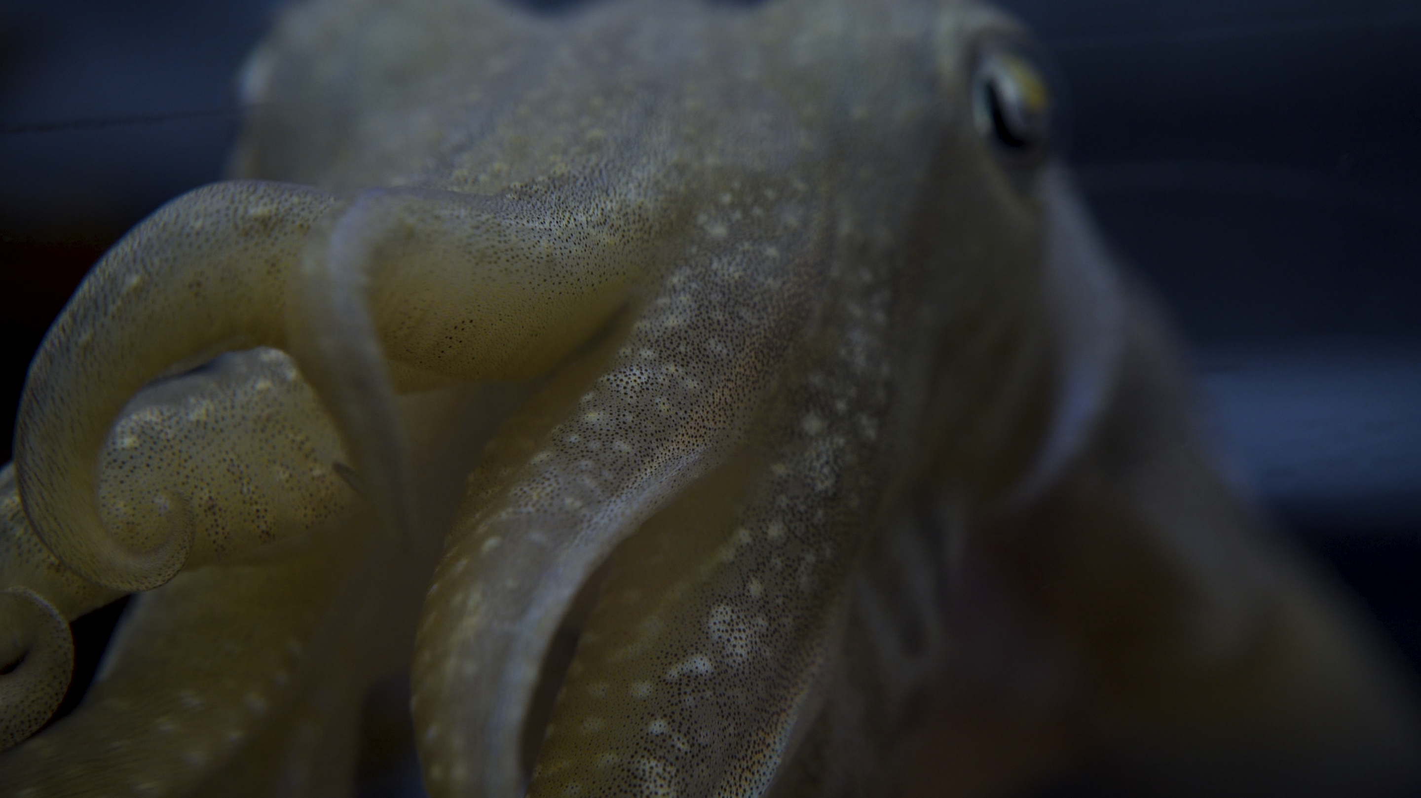 Pseudomorphs and Fighting Fish