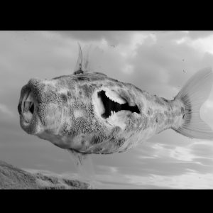 <em>Fighting Fish 1</em> Darkroom Print by Holly Birtles,  2025