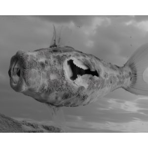 <em>Fighting Fish 1</em> by Holly Birtles,  2025