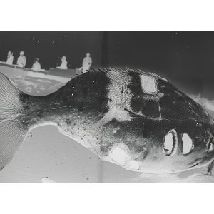 <em>Fighting Fish 2</em> by Holly Birtles,  2025