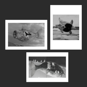 Fighting Fish print collection